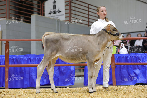 Showing Cattle 52694