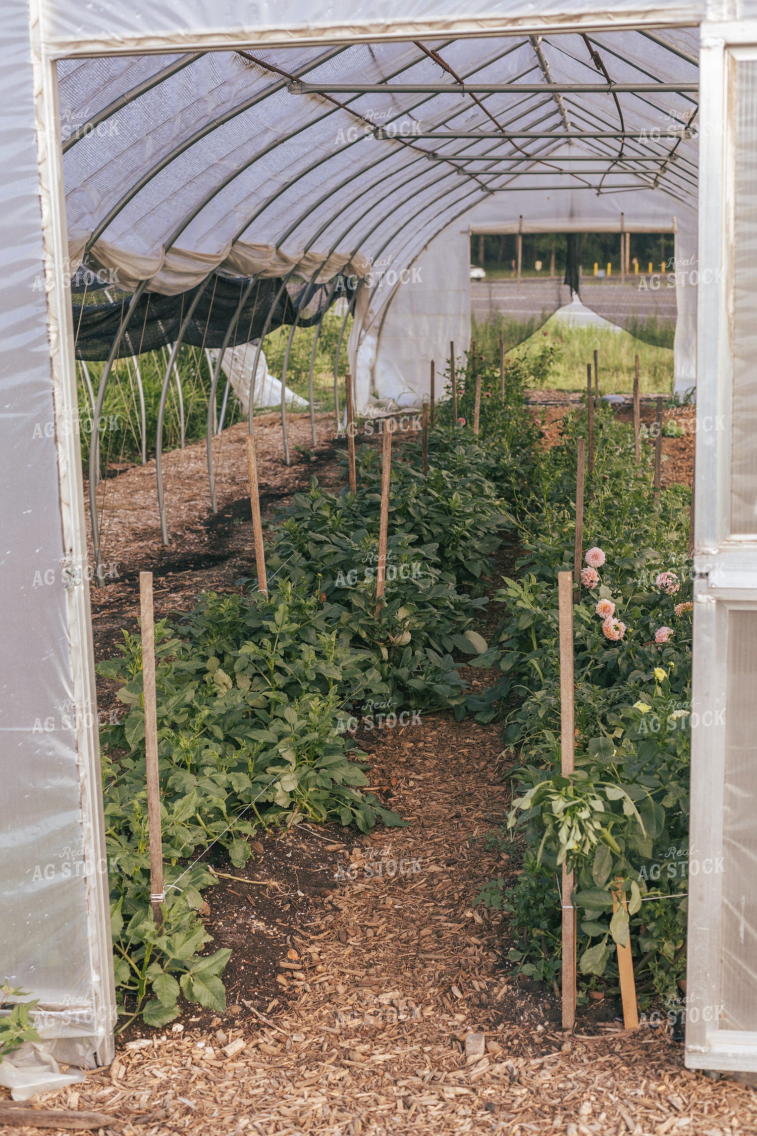 Greenhouse Flowers 162025