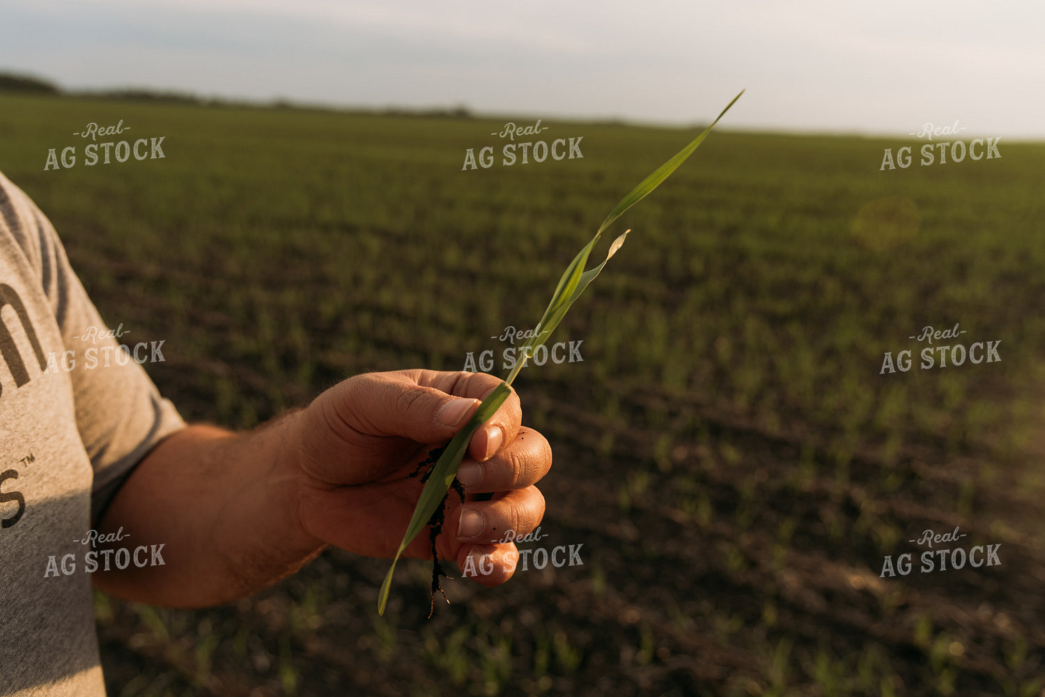 Farmer Scouting Sugar Beets 204005