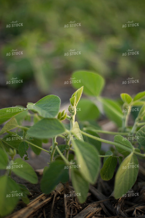 Mid-Season Soybean Plant 93106