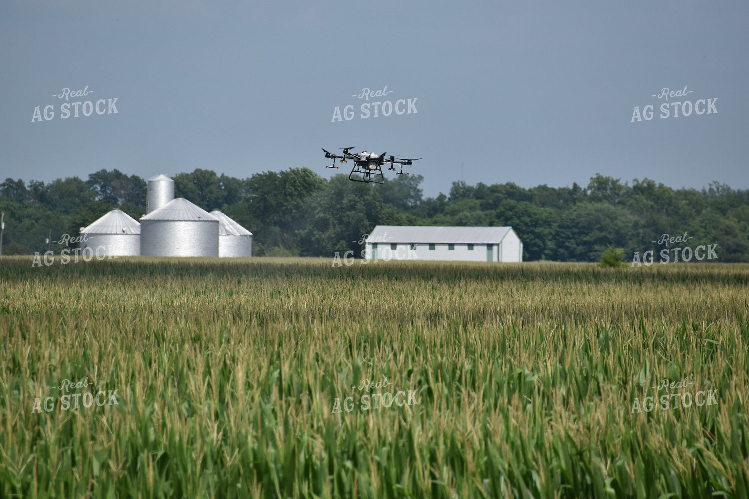 Drone Sprayer Above Corn 84088