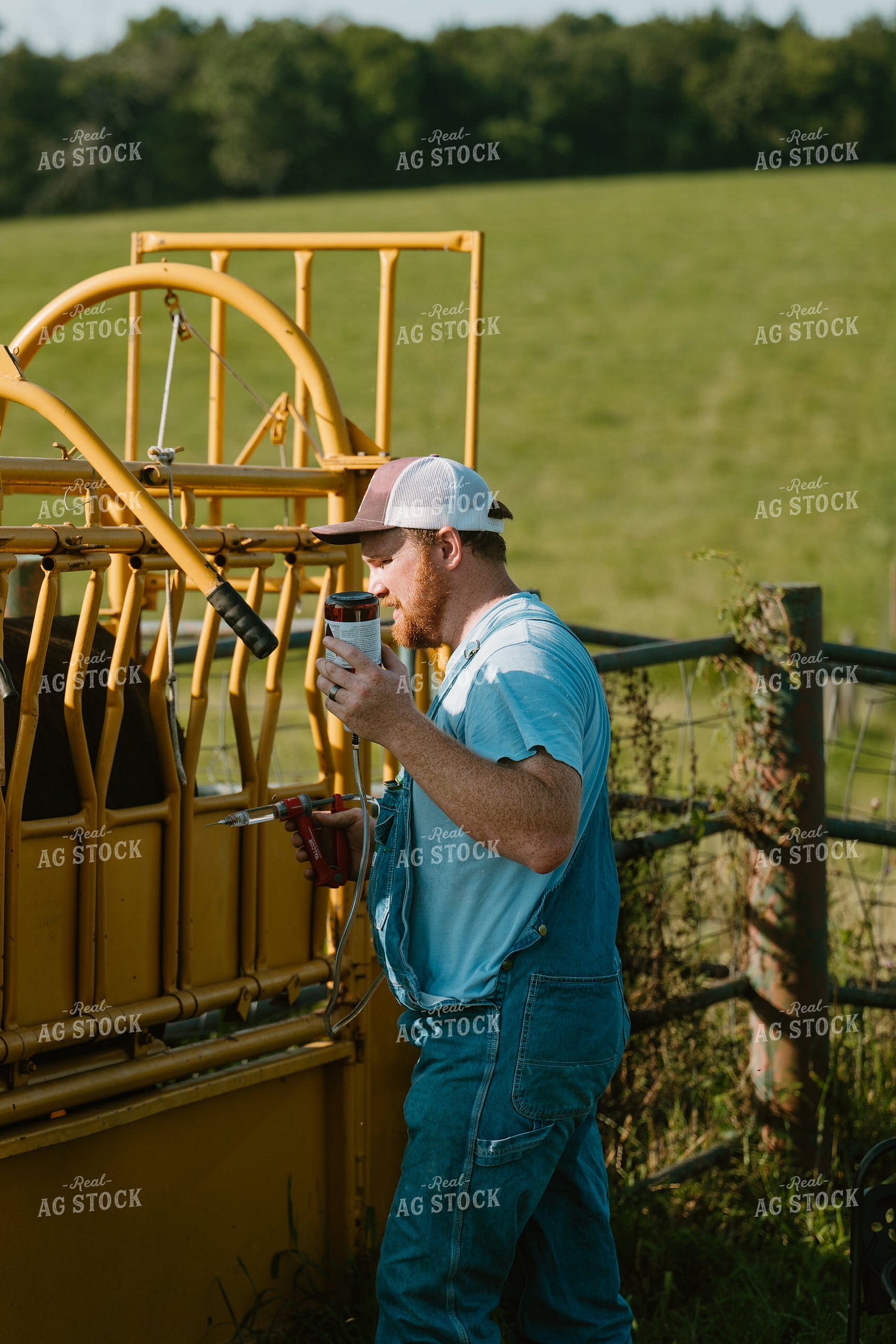 Working Cattle 125379