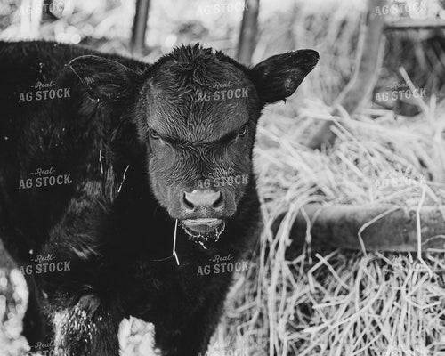 Calf and Hay Feeder 51000