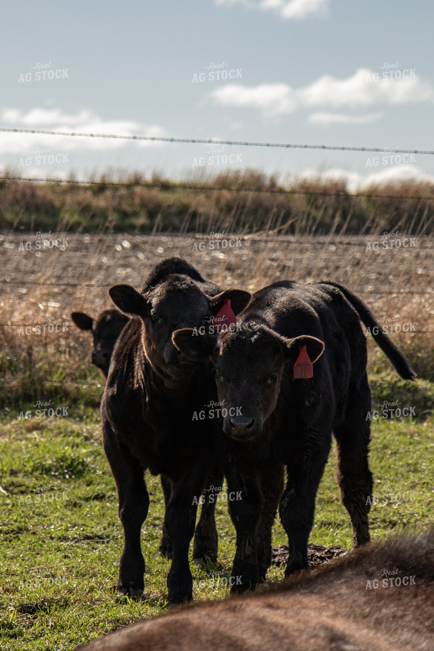 Angus Calves on Pasture 67822