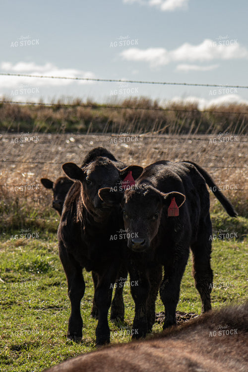 Angus Calves on Pasture 67822