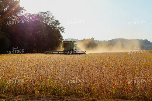 Soybean Harvest 52007