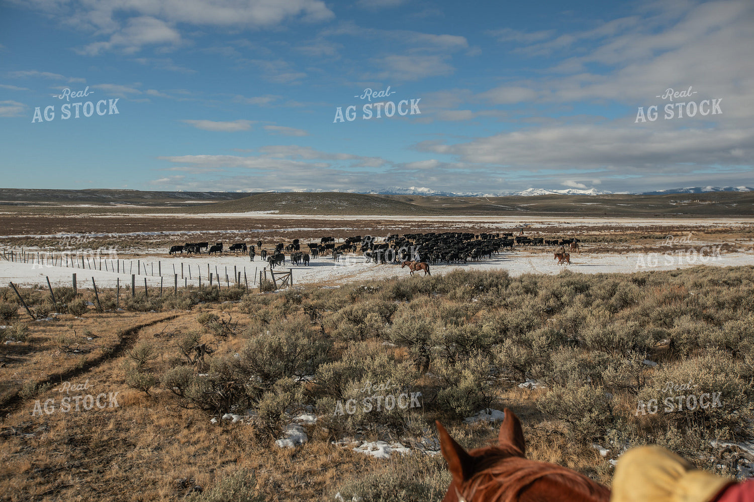 Moving Cattle Herd 304019