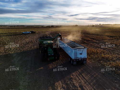 Milo Harvest 239422