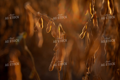 Soybeans - Dry 1590