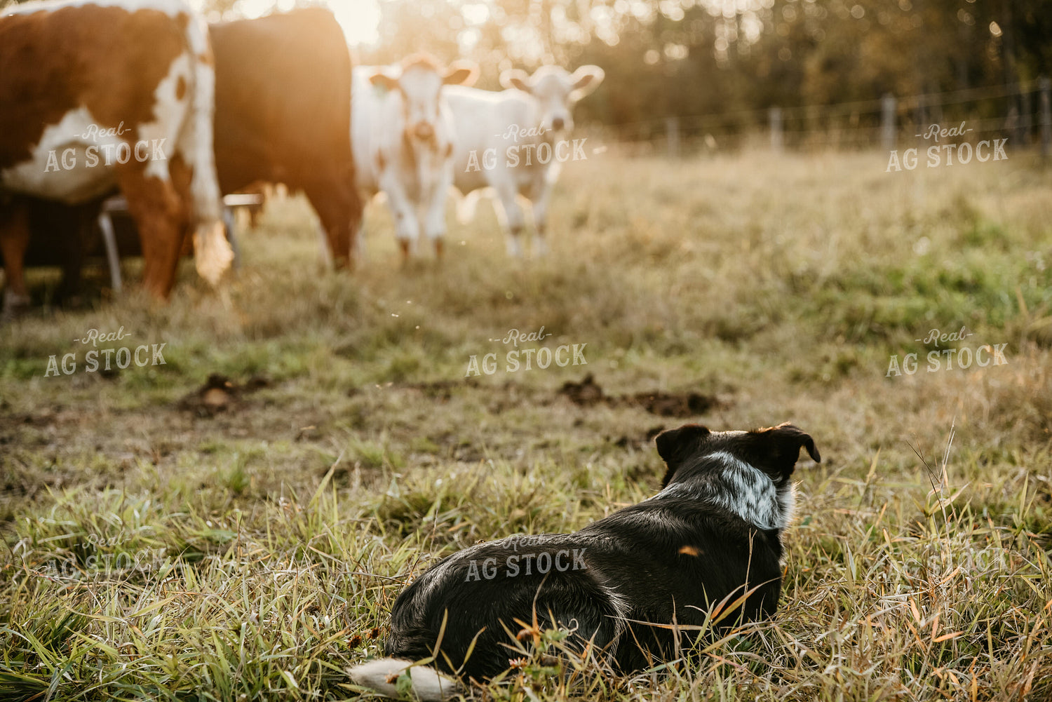 Dog with Cattle in Pasture 64155