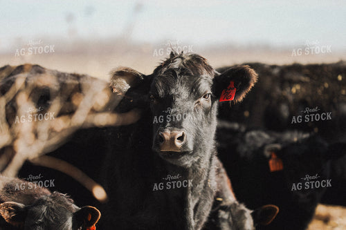 Black Angus Cattle 305004