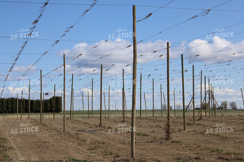 Bare Trellises 198019