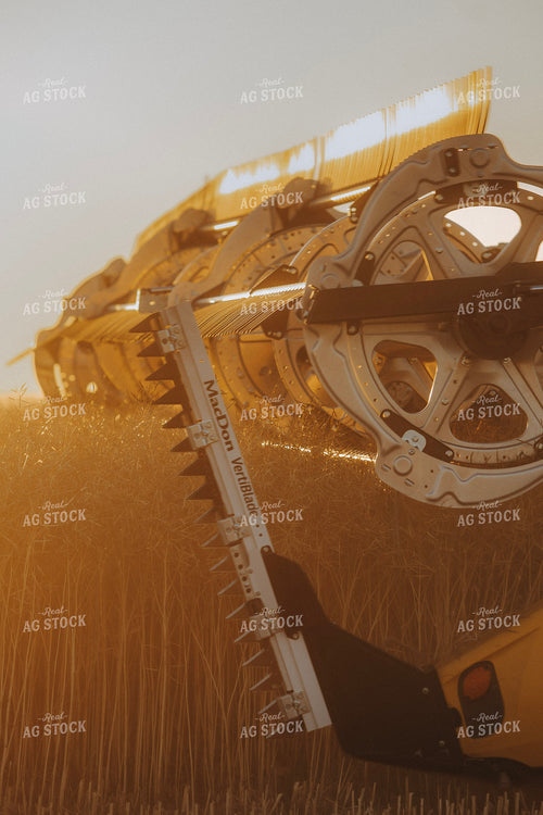 Canola Harvest 187422