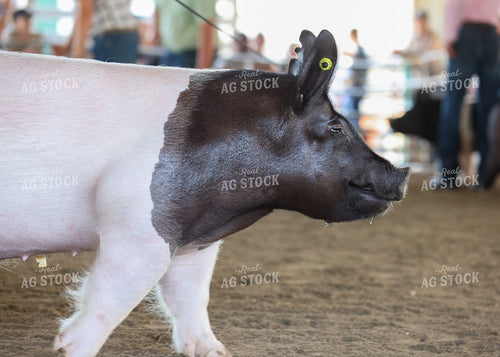 Showing Pigs 160282