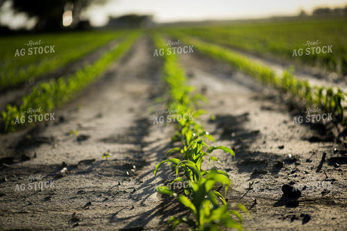 Early Growth Corn 191089