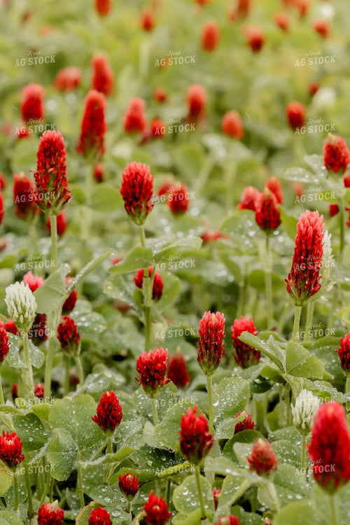 Cover Crop Crimson Clover 104117