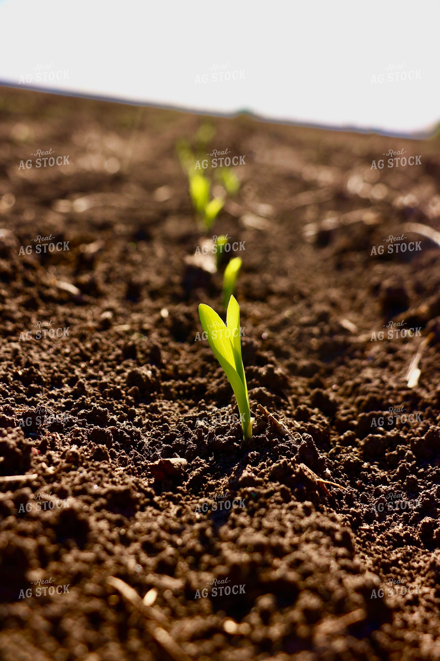 Early Growth Corn Field 299225