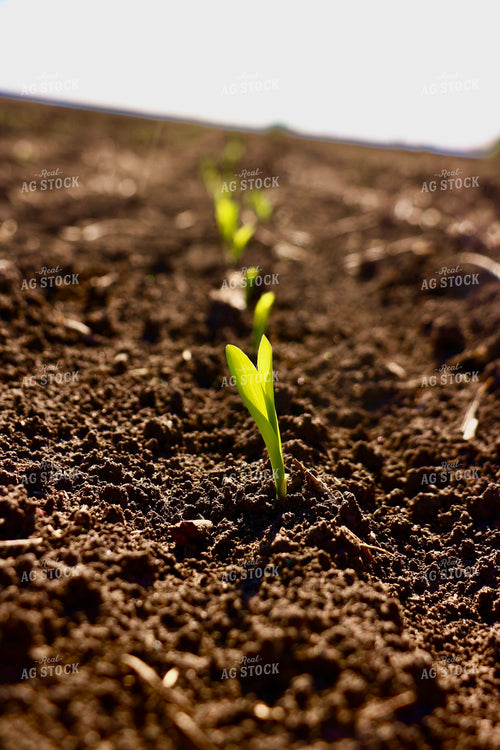 Early Growth Corn Field 299225