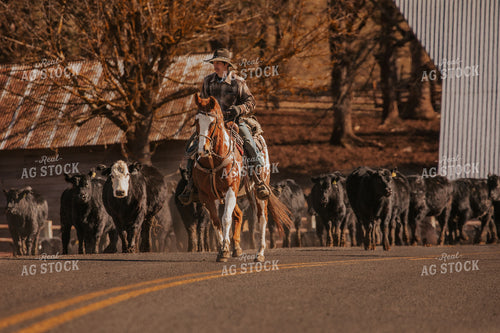 Rancher Herding Cattle 66098