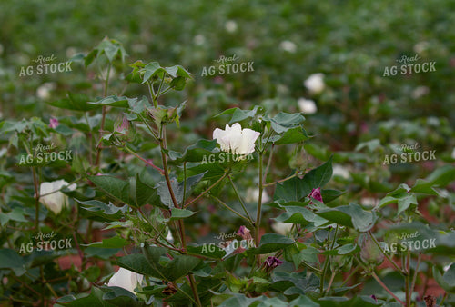 Flowering Cotton Plant 79116
