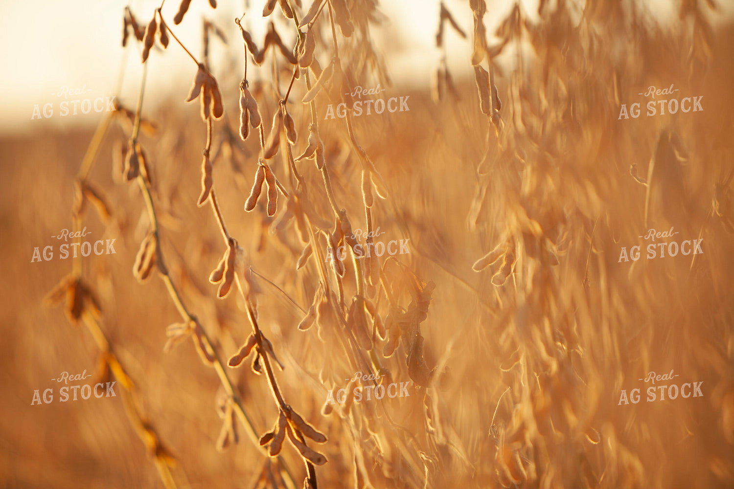 Soybeans - Dry 1607