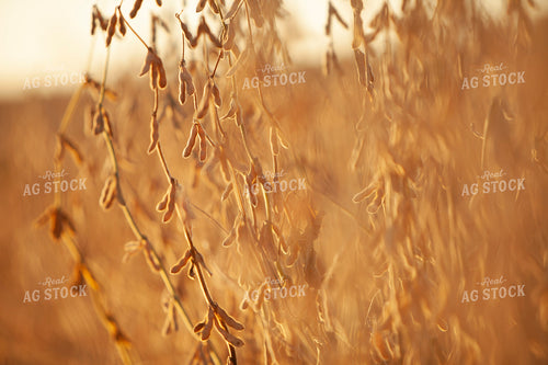 Soybeans - Dry 1607