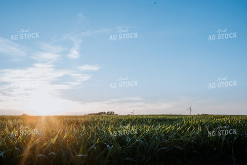Corn Field at Sunrise 77279