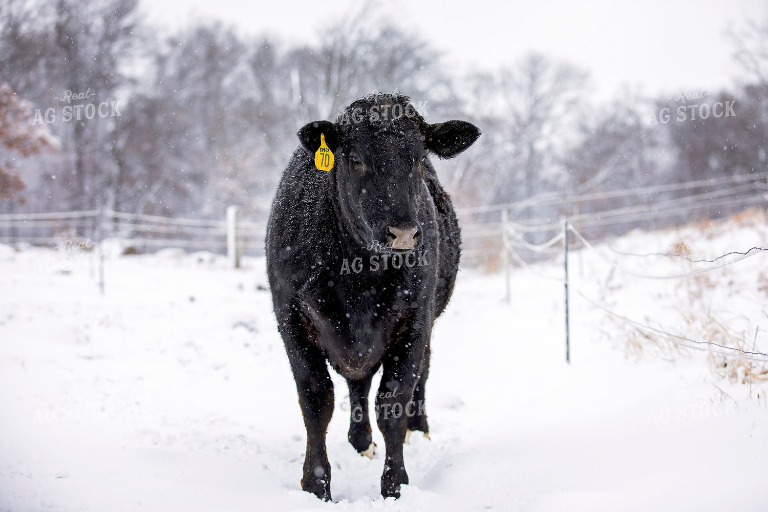 Black Angus Cattle in Snow 55413