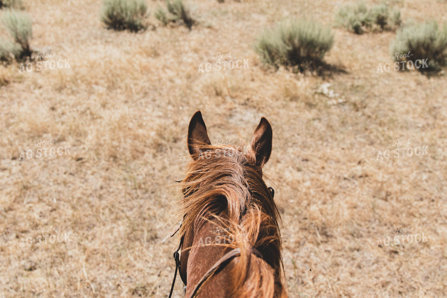Horseback View 61020