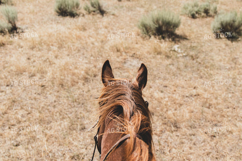 Horseback View 61020