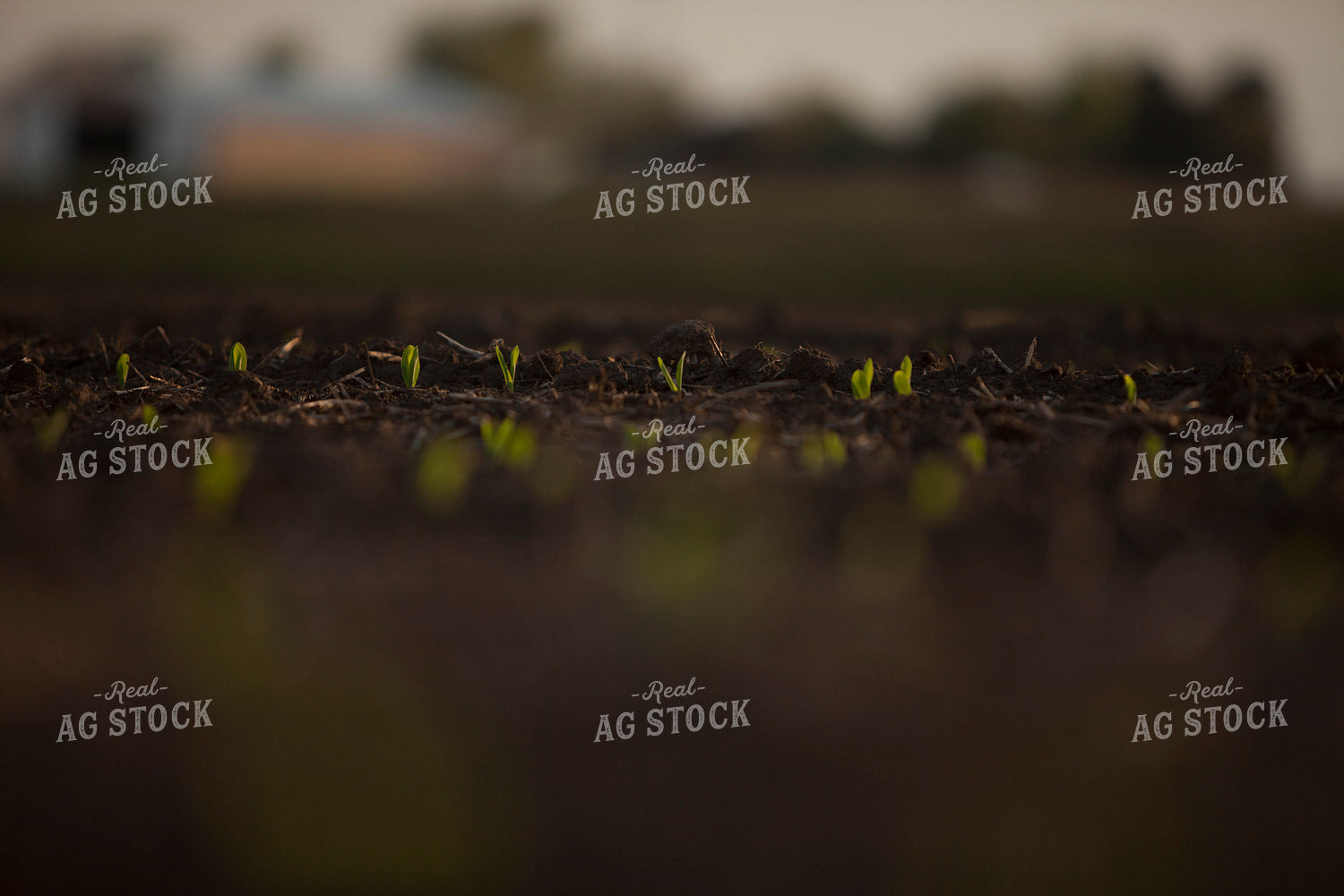 Corn - Early Growth 1131