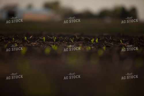 Corn - Early Growth 1131