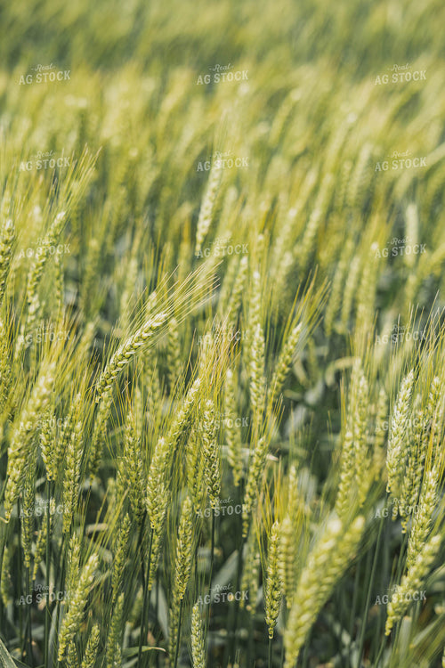 Wheat 91063