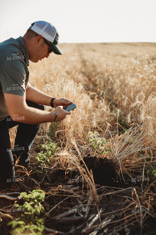 Farmer Agronomist Taking a Picture of Soil in Soybeand and Rye Cover Crop Field 5827