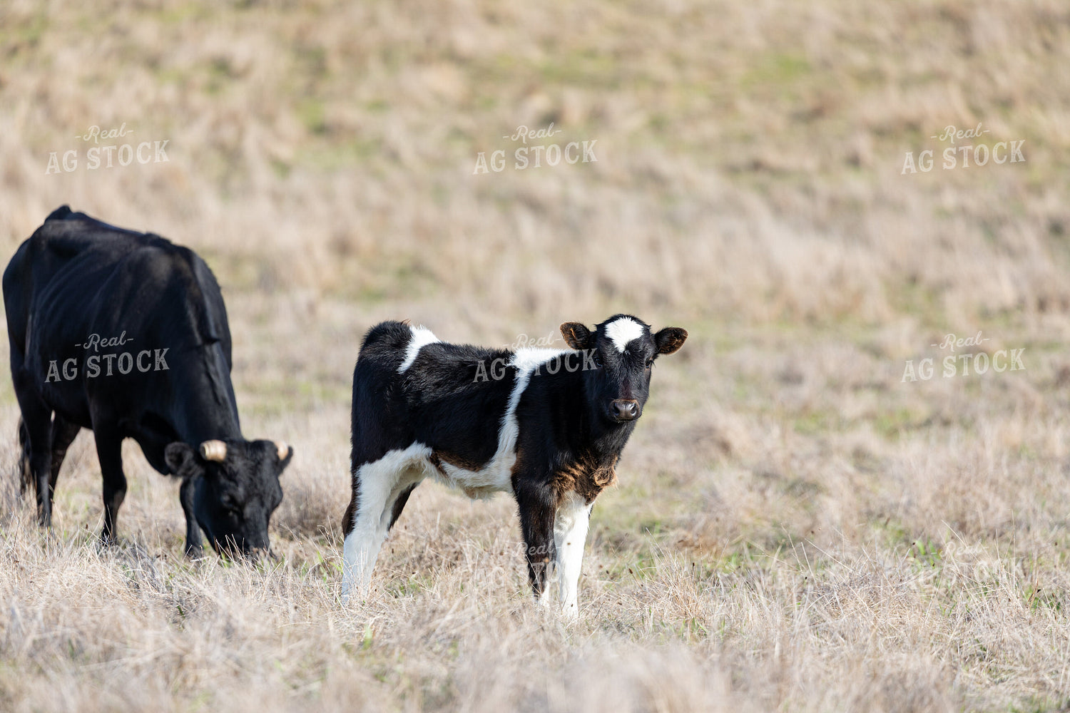 Angus Cross Cow Calves 276008
