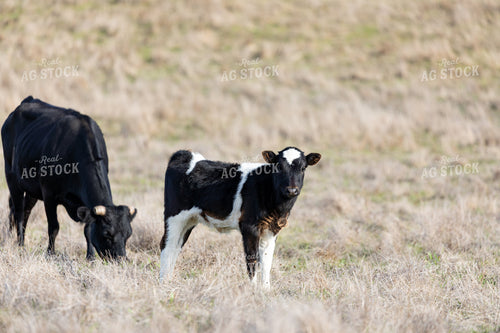 Angus Cross Cow Calves 276008