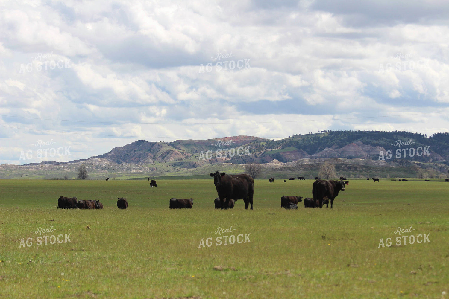 Cattle in Pasture 63056