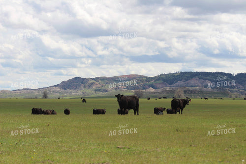 Cattle in Pasture 63056
