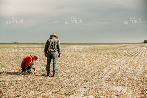 Farmers Checking Soybean Field 64129