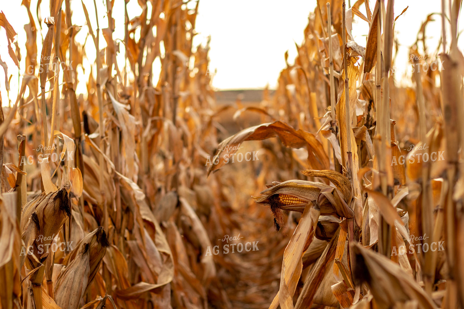 Dried Corn Field 67167