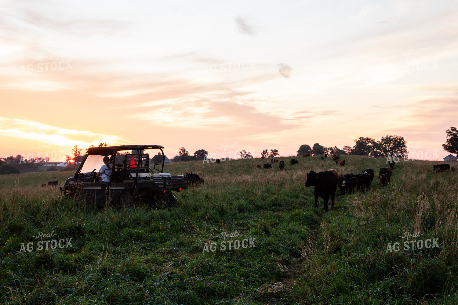 Checking Cattle on Pasture 268346