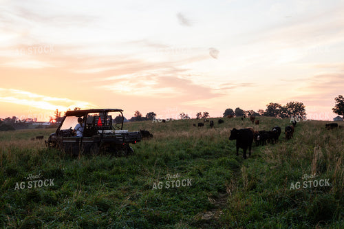 Checking Cattle on Pasture 268346