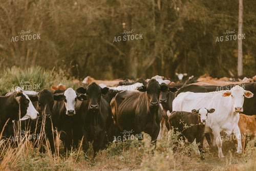 Florida Ranch 7284