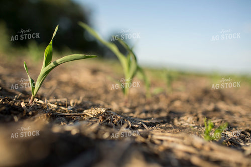 Corn - Early Growth 1109