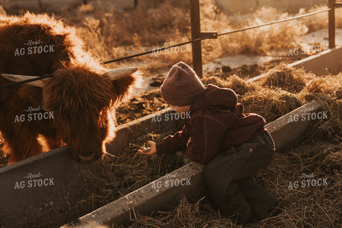 Ranch Kid Feeding Highland Cattle 61224