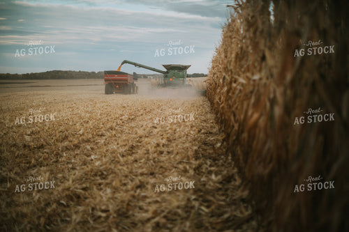 Combine Unloading Corn into Grain Cart 6937