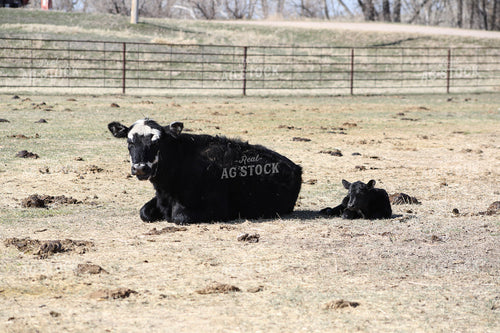 Cow Calf Pairs 117230