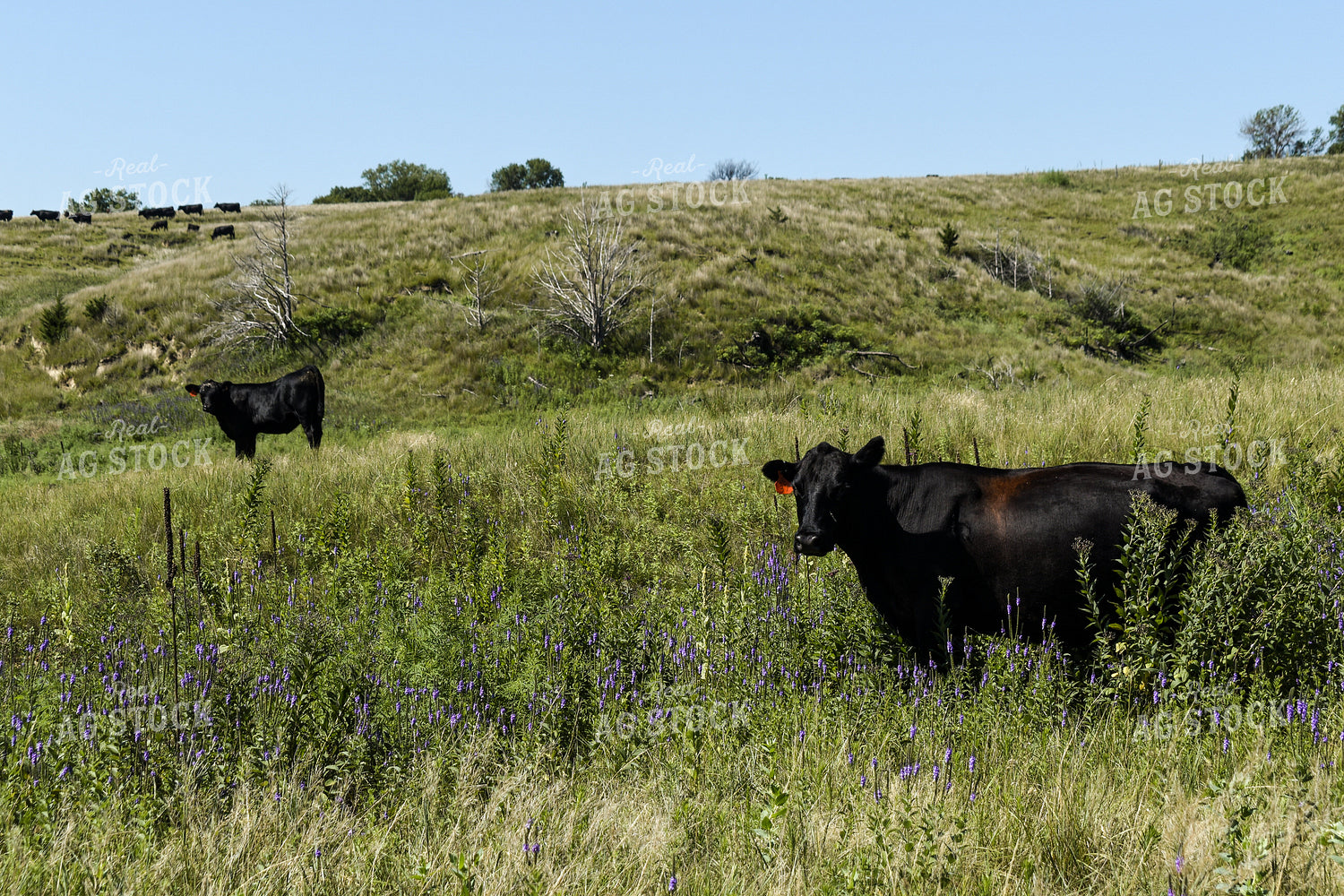 Cow Calf Pair on Pasture 259011