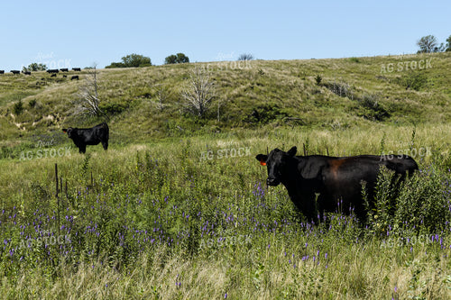 Cow Calf Pair on Pasture 259011