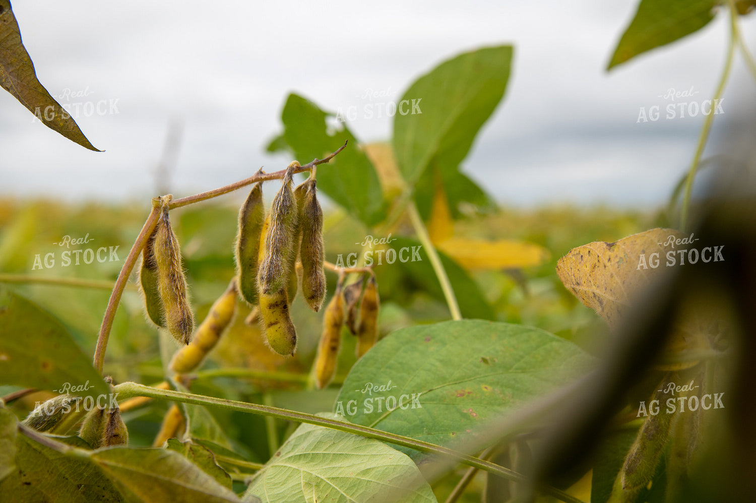 Semi-dried Soybean Close Up 25457